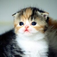 Наталья Почекунина