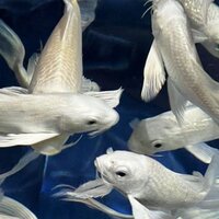 Лилиана Курчак