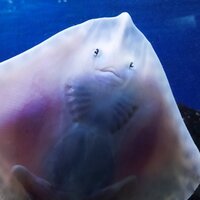 Катя Костенко