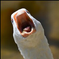 Максим Конев