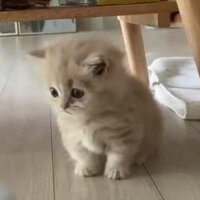 водасмёдом