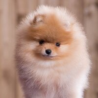 Надежда Забелина