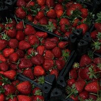 Амели Константинос