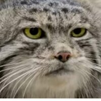 Настя Силкина