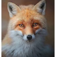 Любовь Будникова