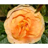 Елена Зуйкова