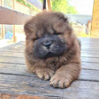 Александр Вачаев