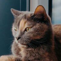 Лаврикова Анастасия