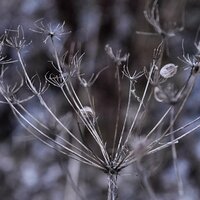 Ольга Морозова