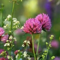 Евгения Данилова