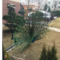 Петр Пупкин