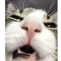 Наталья Купцова