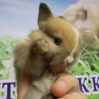 София Бизикина