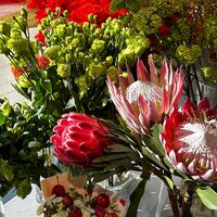 Анастасия Карнович