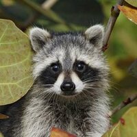 Жанна Соболинская