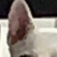 None Фамильин