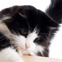 мадам грицацуева