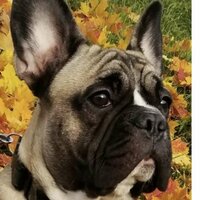 Французский бульдог Гуччи