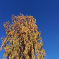 Дарья Спицына