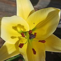 Любовь Герасимова