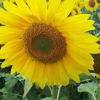 Вера Димитриева