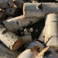 Анастасия К.