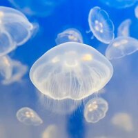 Наталья Кузьменко