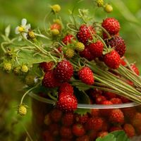 Шумихина  Марина