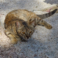 Светлана Фабричнова