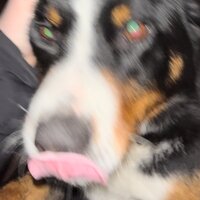 Софи Вильсом