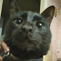 496873 Многолетний