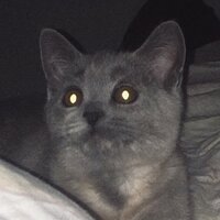 lordofmisfortune