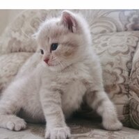 Рамиль Минуллин