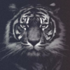 m7dvmrzxpp7vj9cpwfr7anwh54