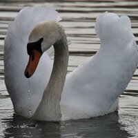 Константин Лебедь