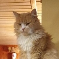 Ирина Богокина