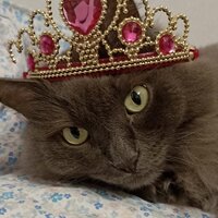 Дмитрий Анисимов