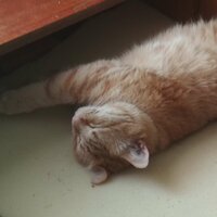 Лесная Нимфочка