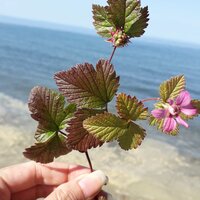 Елена Нижегородцева