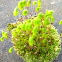 Романова Елена