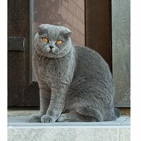 viktoriia boiarskaia