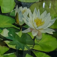 Светлана К.