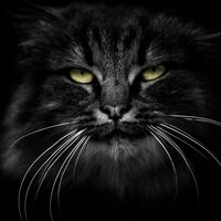 Станислав Ким