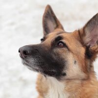 Олеся Самойленко