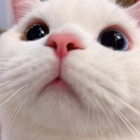 Анастасия Дьячкова