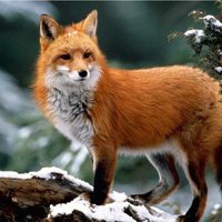 Алина Мамаджанян 3.2.22