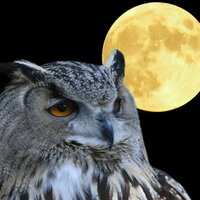 Алексей Ермилин