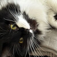 Александра Милова