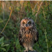 Борисов Андрей