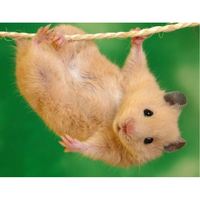 Алексей Пономарев